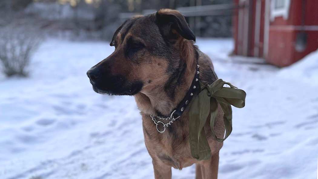 Asiakastarinan Nuutisen perheen monirotuinen Lara-koira pihalla.