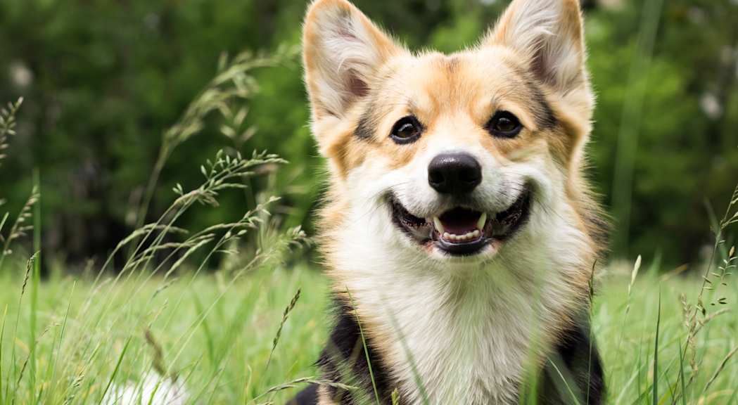 Corgi istuu nurmikolla ja katsoo kameraan.