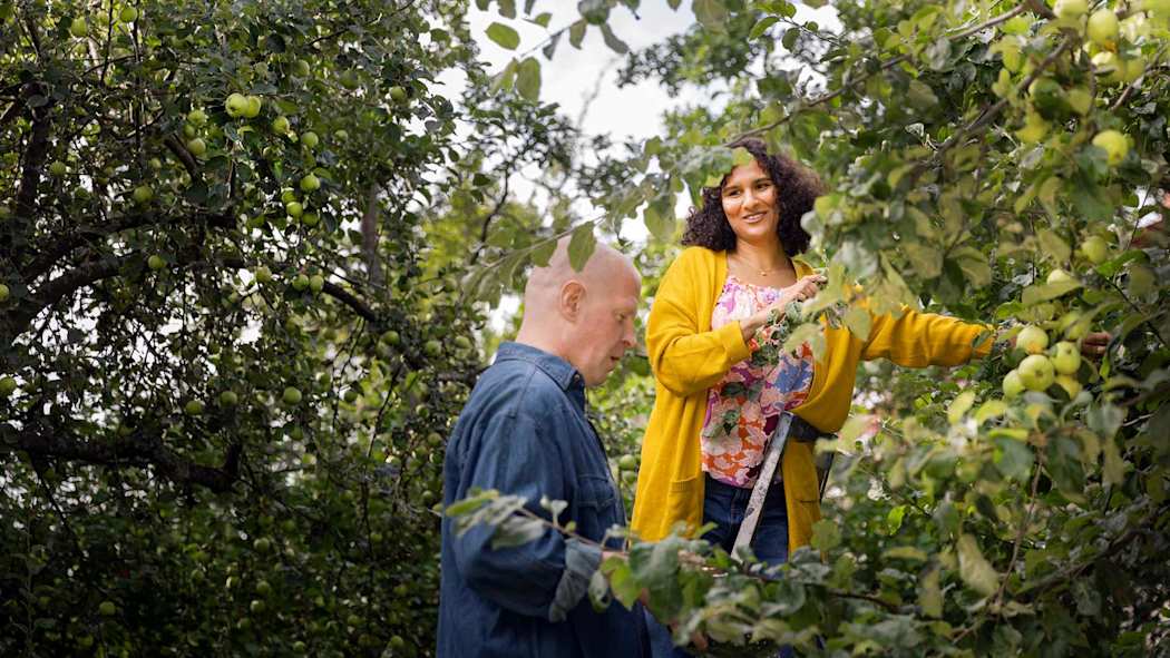Nainen ja mies keräävät omenoita
