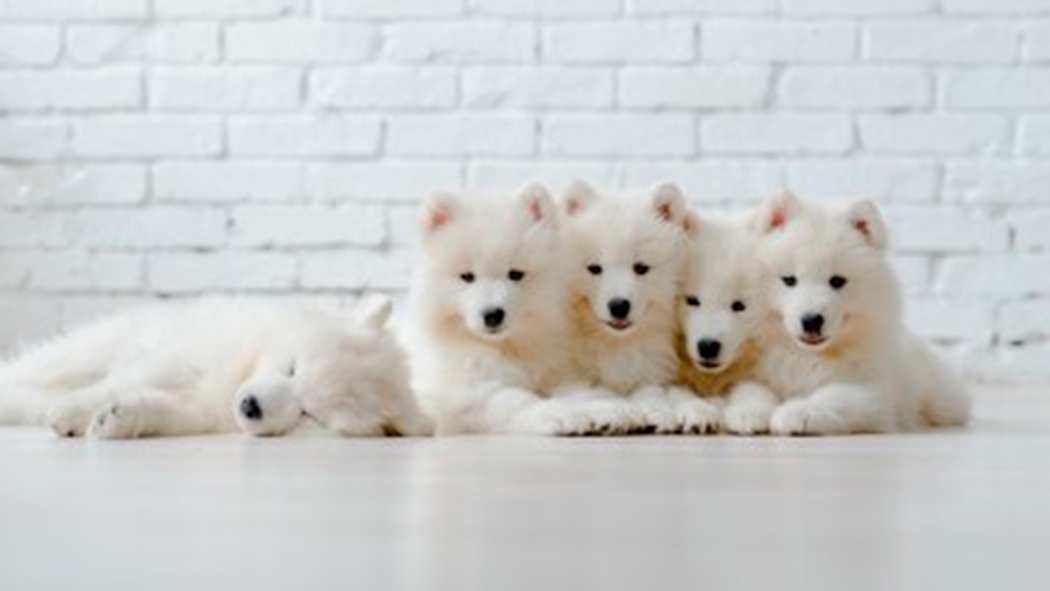 Viisi samojedin pentua rivissä.